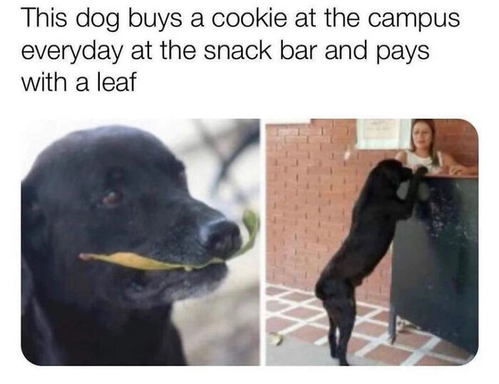 Black dog paying for a cookie with a leaf in funny animal meme