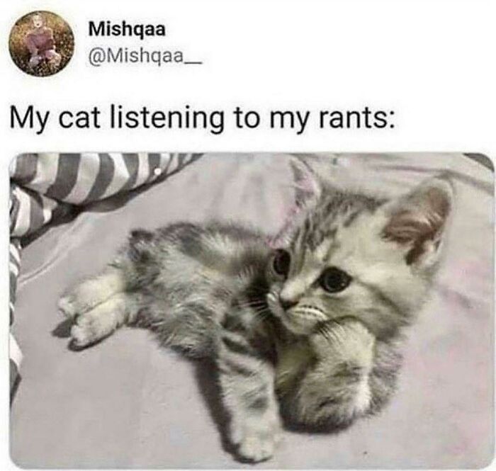 Kitten laying down listening attentively in funny cat meme about rants