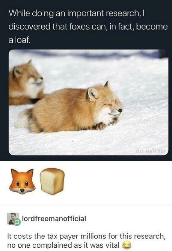 Fox shaped like a loaf of bread in funny animal meme research joke