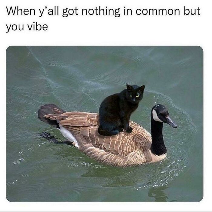 Black cat riding on a goose in funny animal meme about vibing