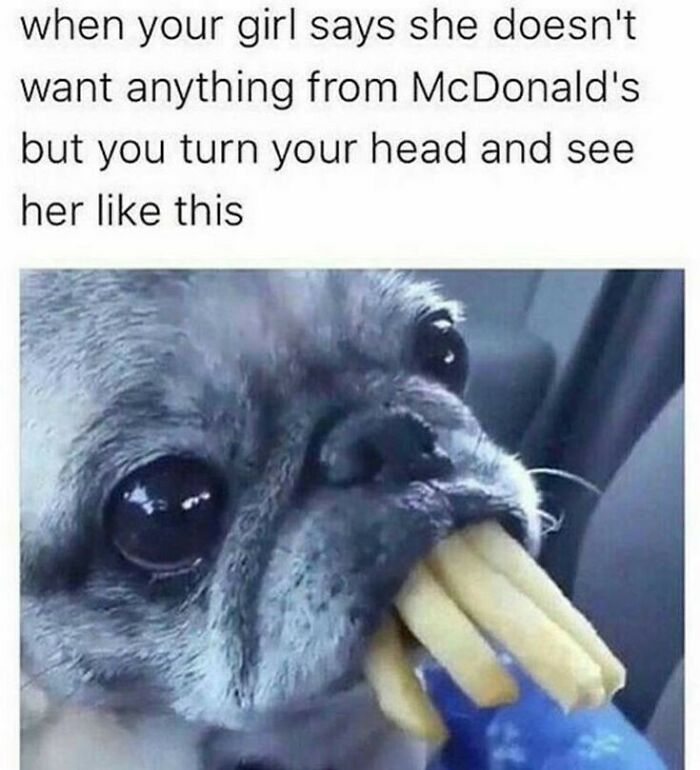 Dog with fries in mouth funny animal meme about McDonald's craving