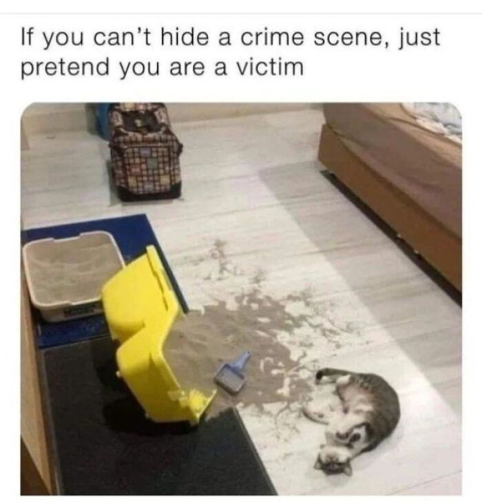 Cat lying next to spilled litter box in funny animal meme about hiding crime scene