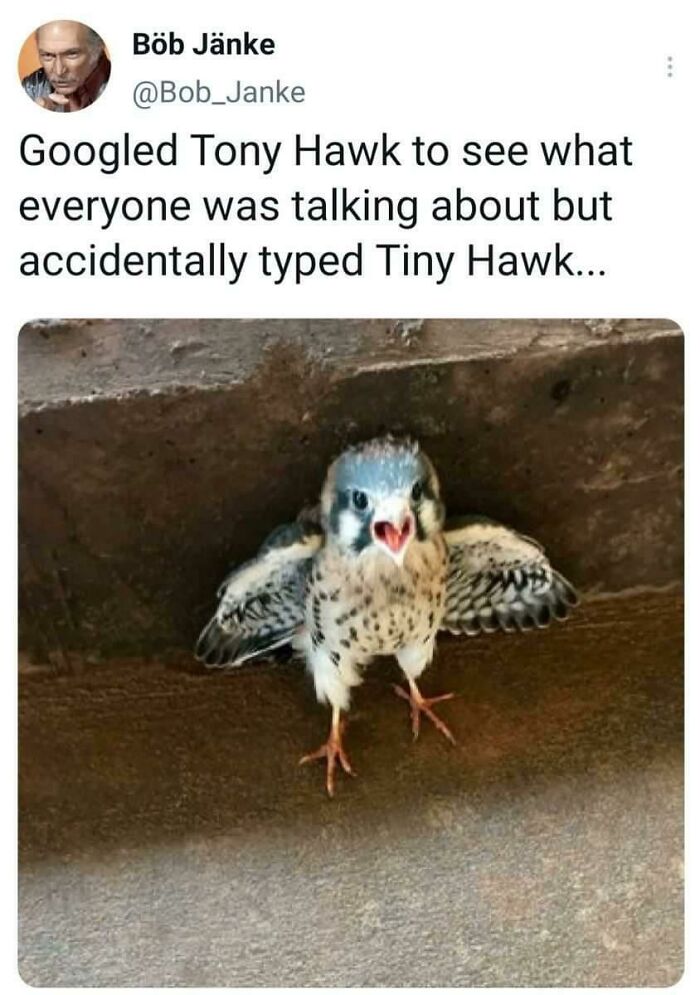 Funny animal meme of a tiny hawk bird and Tony Hawk mix-up joke