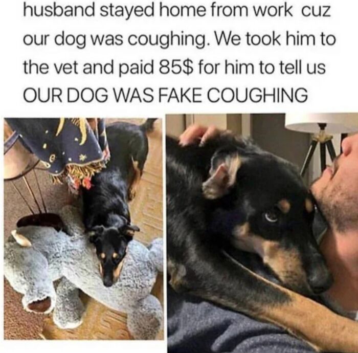 Funny dog meme about a dog fake coughing and a man hugging the dog