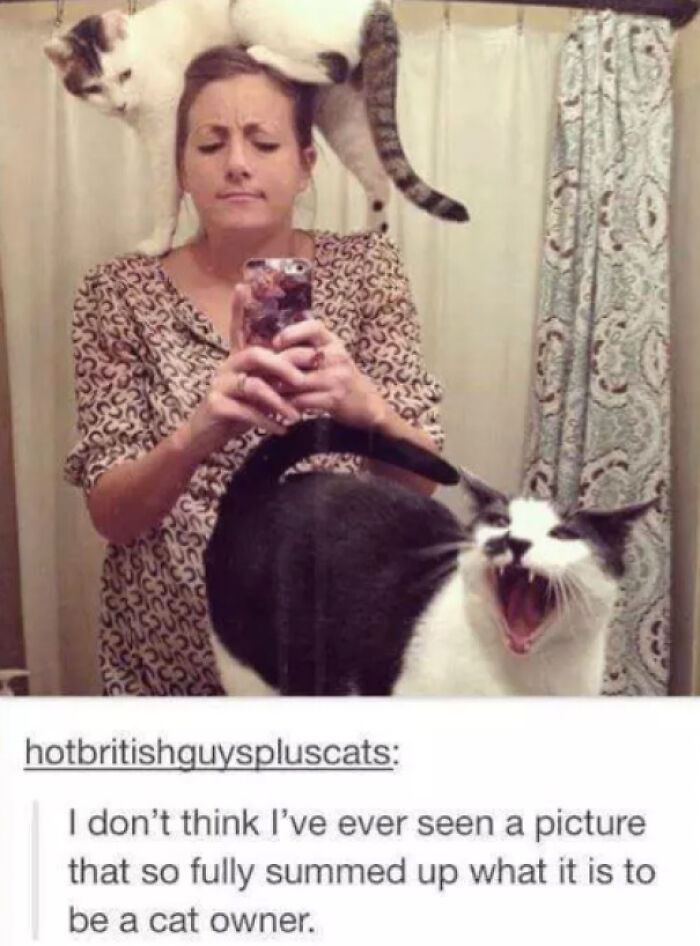 Cat owner meme with a woman taking a selfie with cats on her head and back