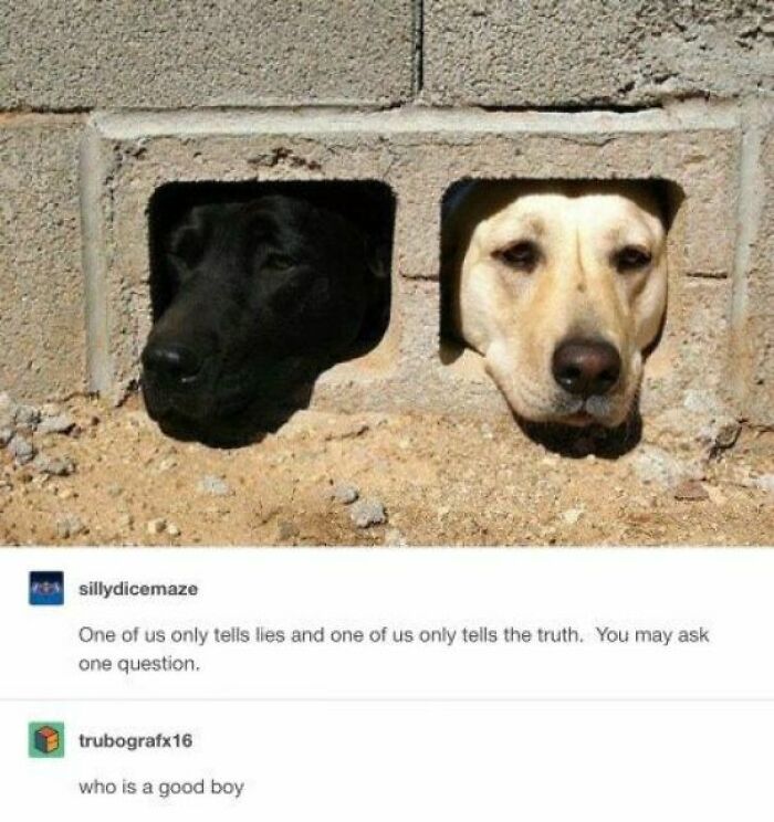 Two dogs sticking heads through holes in a wall in a funny animal meme