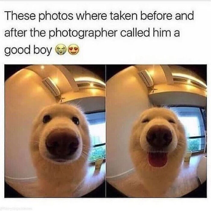Dog meme showing before and after photos of a dog smiling when called a good boy