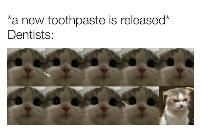 Funny cat meme about new toothpaste with multiple cat faces and one annoyed cat