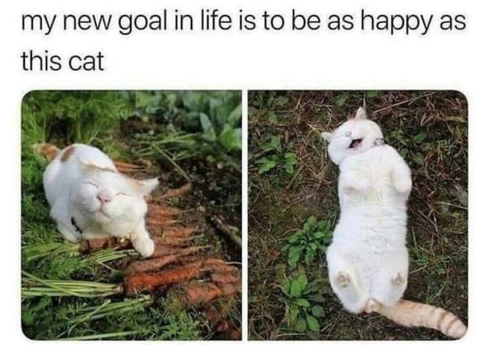 Happy cat meme showing a cat smiling outside on grass