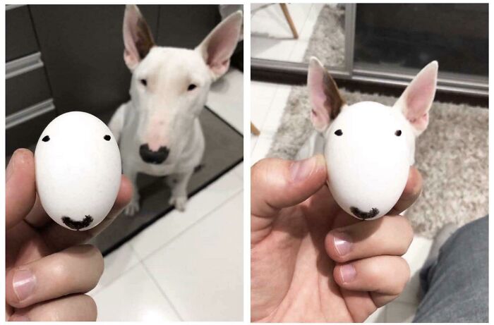 Funny animal meme comparing an egg with a painted dog face to a white dog with black nose