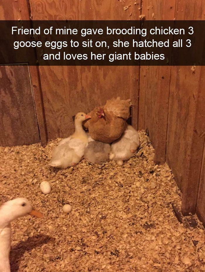 Brooding chicken with goslings and caption about loving giant babies funny animal memes
