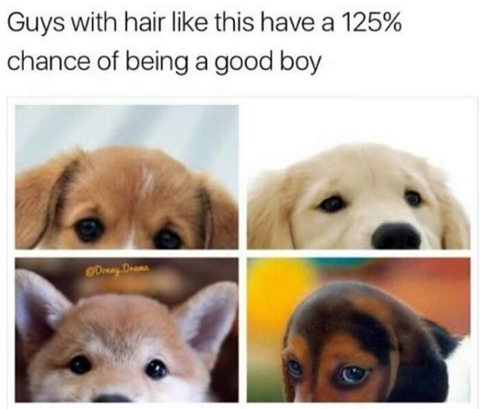 Collage of dogs with different hair and caption good boy funny animal memes