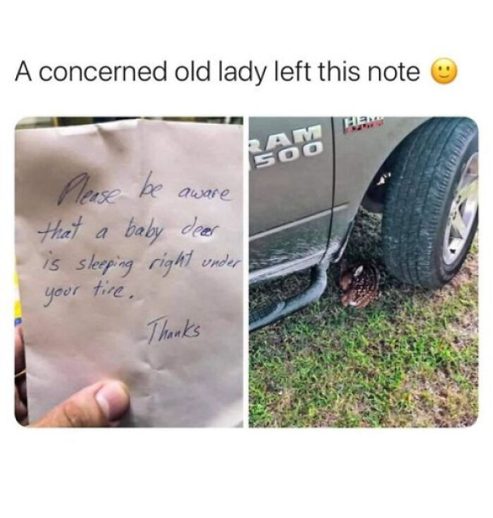 Note about baby deer sleeping under tire with photo funny animal memes