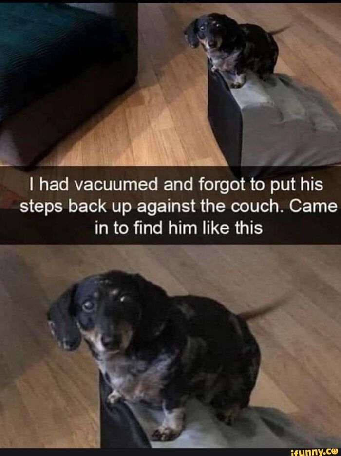 Small dog sitting on stepped cushion with caption about vacuum funny animal memes