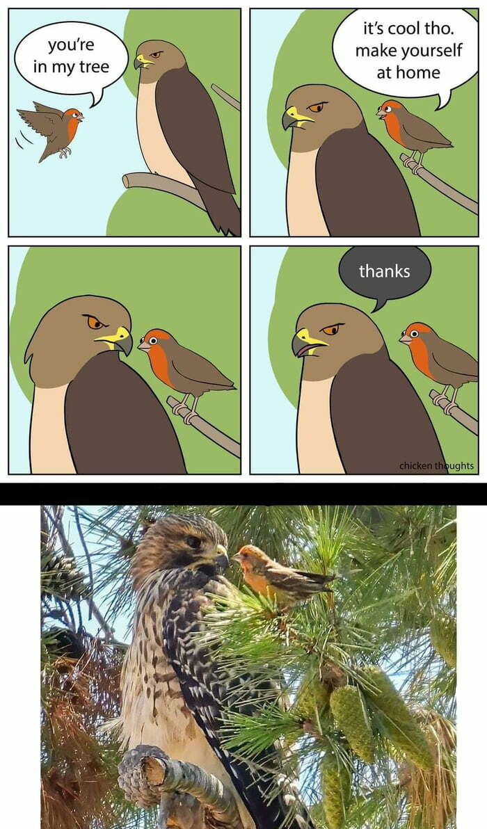 Cartoon of two birds talking and real birds matching the scene funny animal memes
