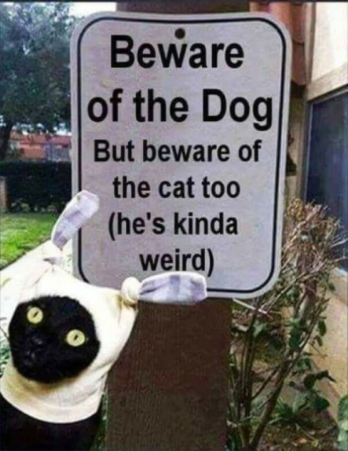 Funny sign warning beware of the dog and weird cat funny animal memes