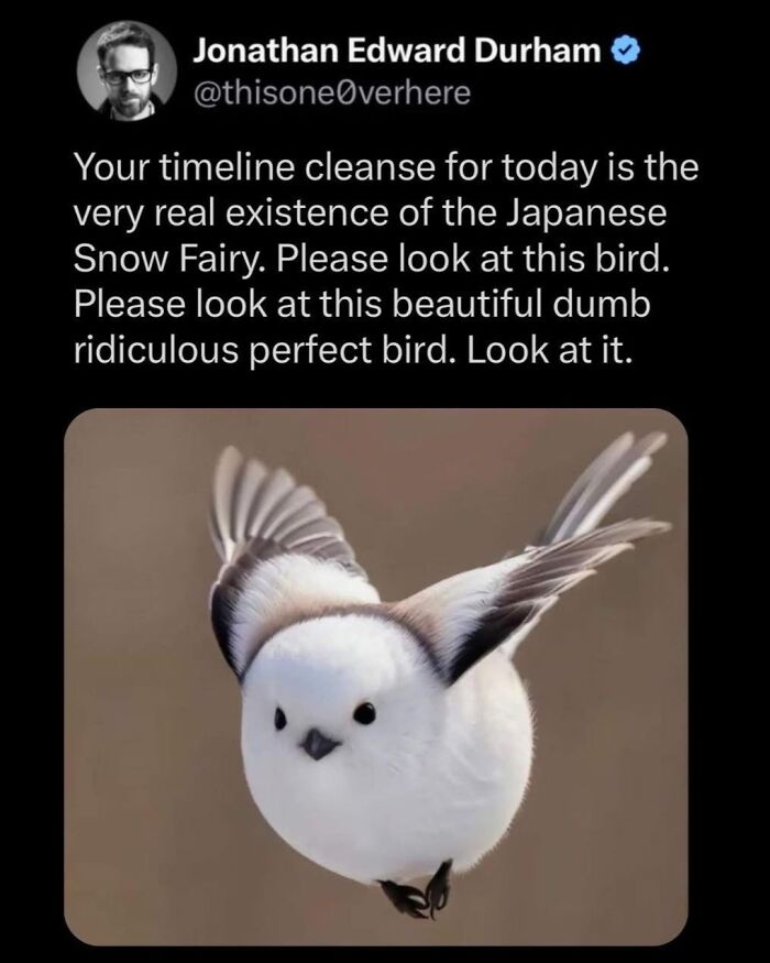 Wholesome-Memes-Memeuplift