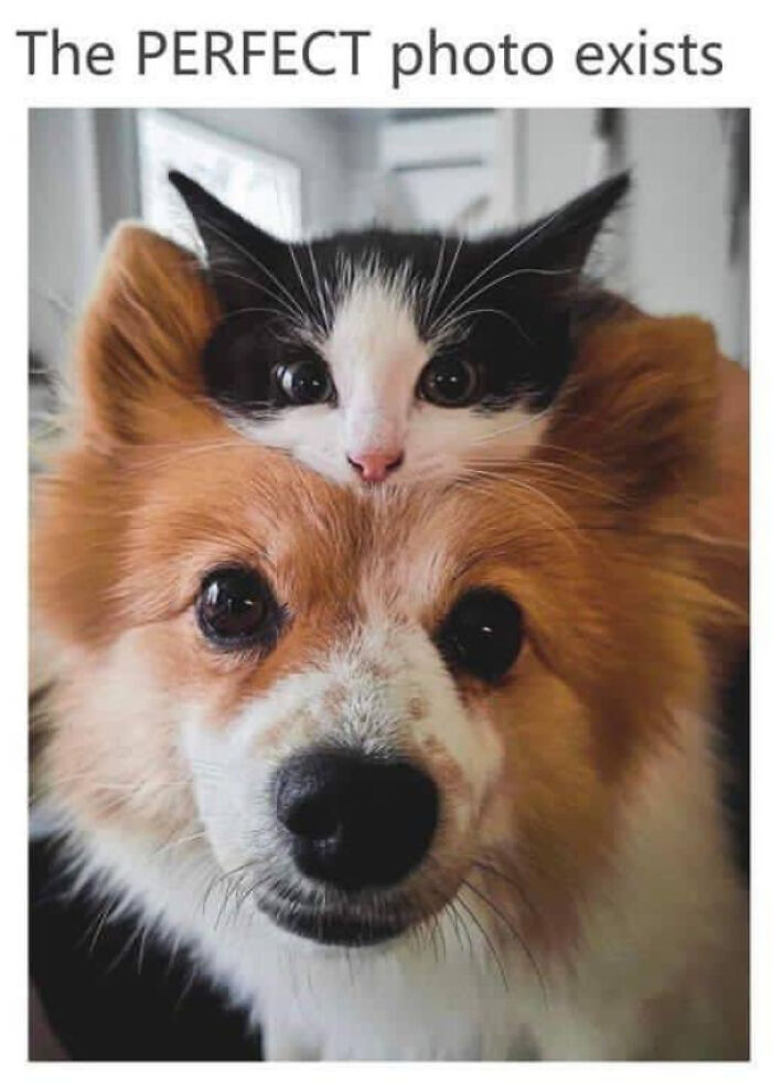 Kitten sitting on a dog's head perfect photo funny animal memes