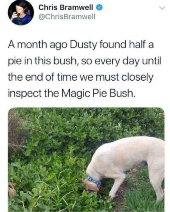 Dog sniffing a bush caption about inspecting magic pie bush funny animal memes