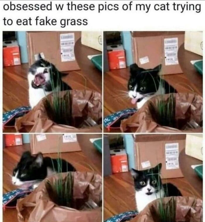 Black and white cat tries to eat fake grass funny animal memes