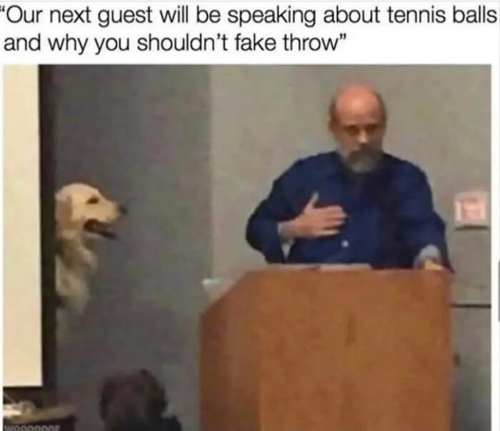 Man lecturing dog about tennis balls and fake throw meme