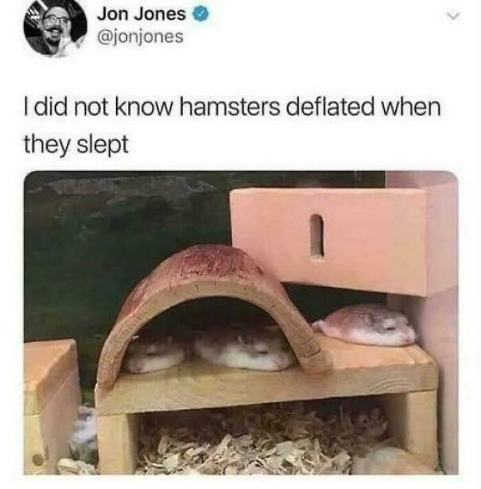 Tweet about deflated hamsters sleeping with hamster image