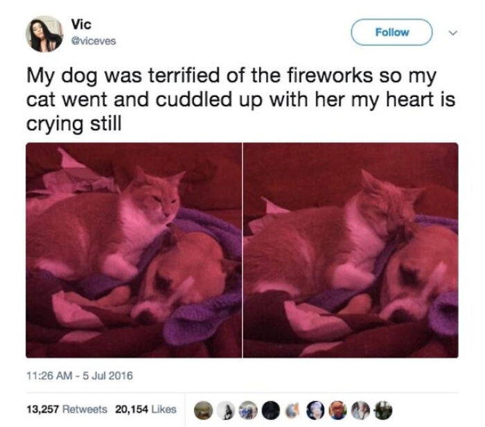 Tweet about dog scared of fireworks comfort from cat