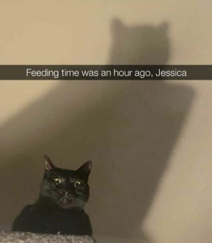Black cat with wide eyes and shadow looks surprised meme