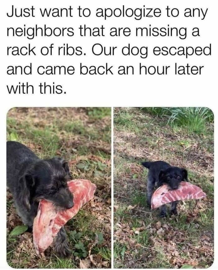 Small black dog carrying large rack of ribs in mouth outside