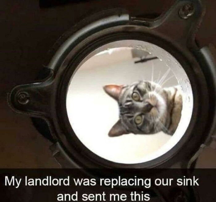 Cat peering down through sink drain opening with landlord replacement caption