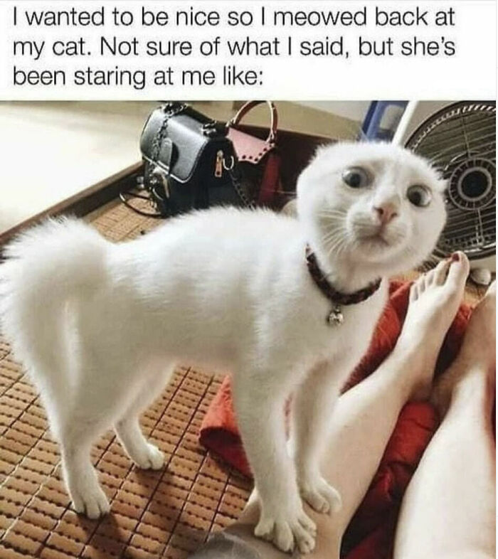 Funny cat staring with confused expression meme with funny animal memes keyword