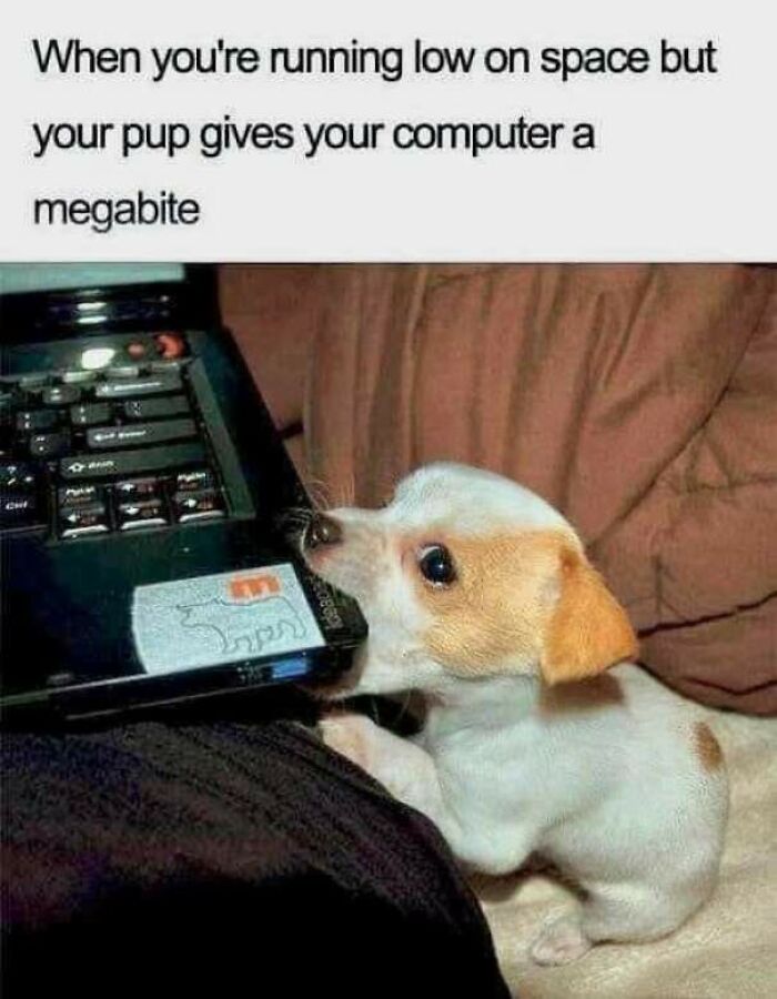 Cute dog biting laptop DVD labeled megabyte animal memes humor