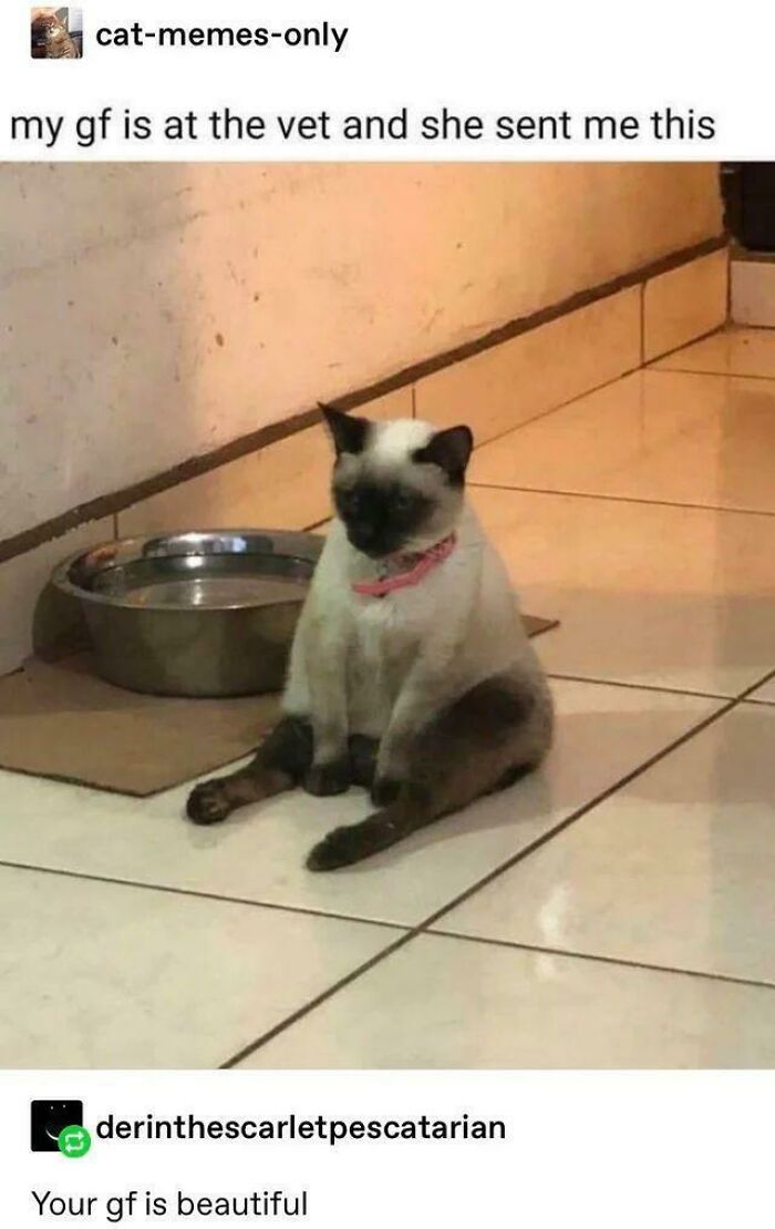 Sad cat sitting near water bowl at vet funny cat meme