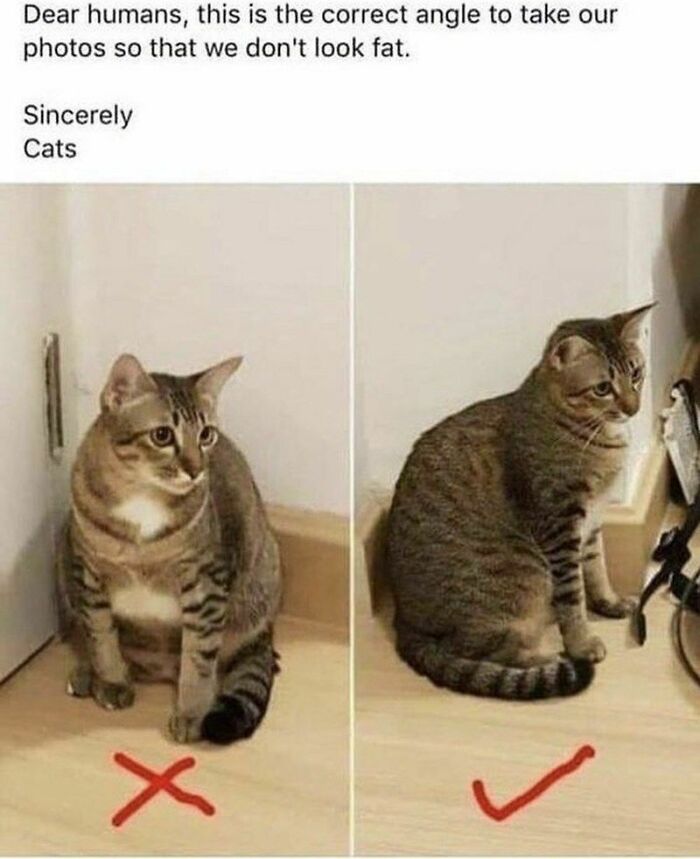 Two photos showing best angles of a cat to avoid looking fat
