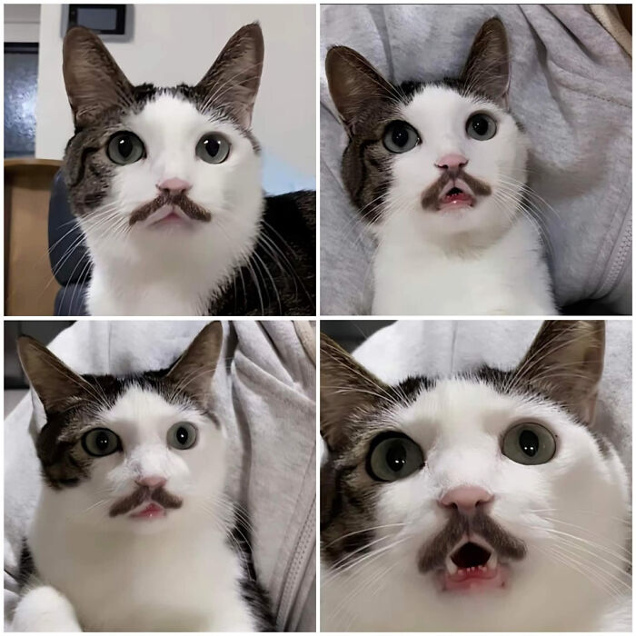 Cat with mustache pattern on face shown in collage of funny expressions