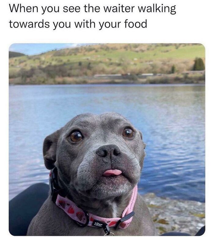 Dog with surprised expression by water with caption about waiter approaching