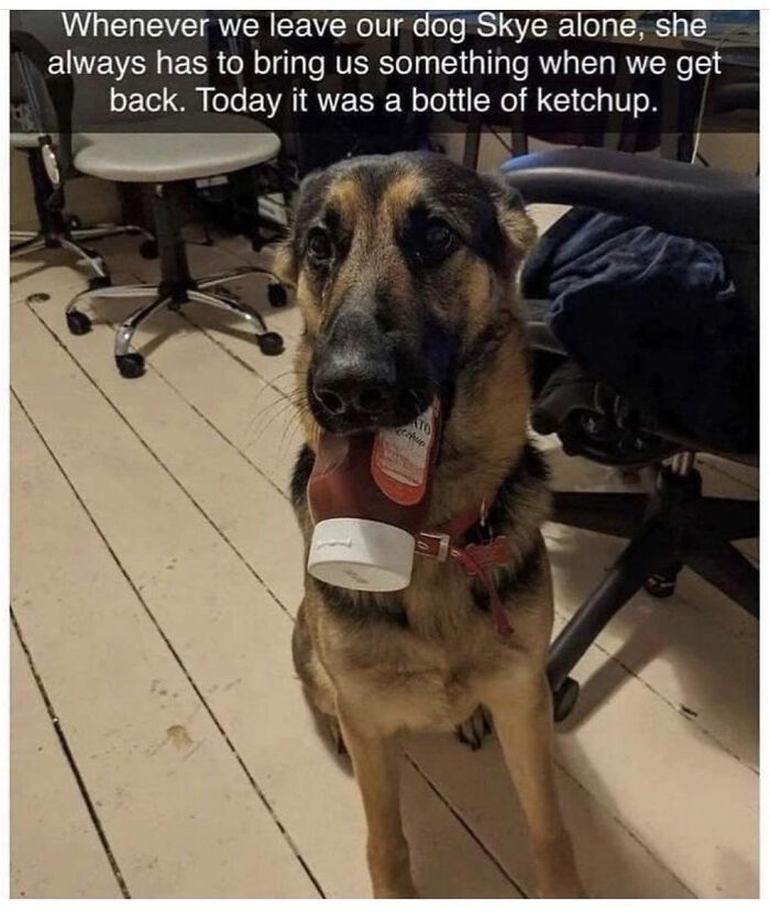 German shepherd holding ketchup bottle in its mouth after owners return