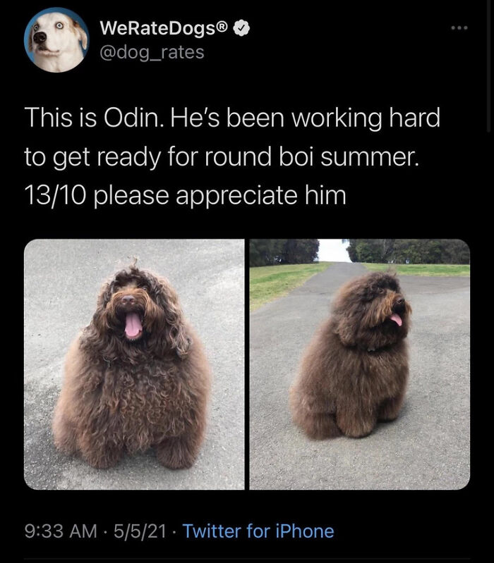 Curly fluffy dog named Odin preparing for round boi summer meme