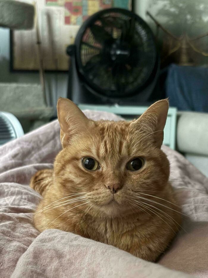 Close up of relaxed orange cat with fan in background