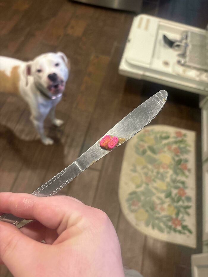 Dog looking at tiny dog food shaped like shoes on a knife in kitchen