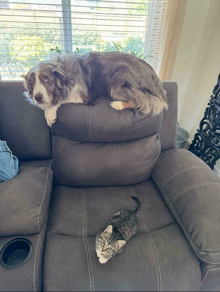 Dog on couch backrest with kitten on seat image