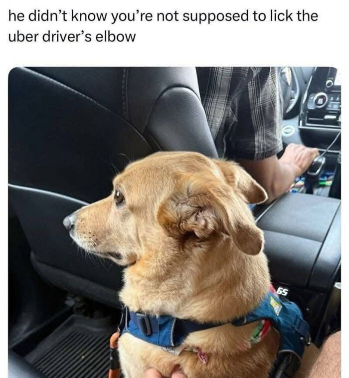 Dog in car next to Uber driver with funny caption about licking elbow