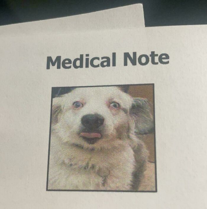 Medical note with funny dog photo stuck out tongue