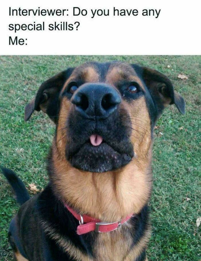 Dog with tongue out showing special skills meme