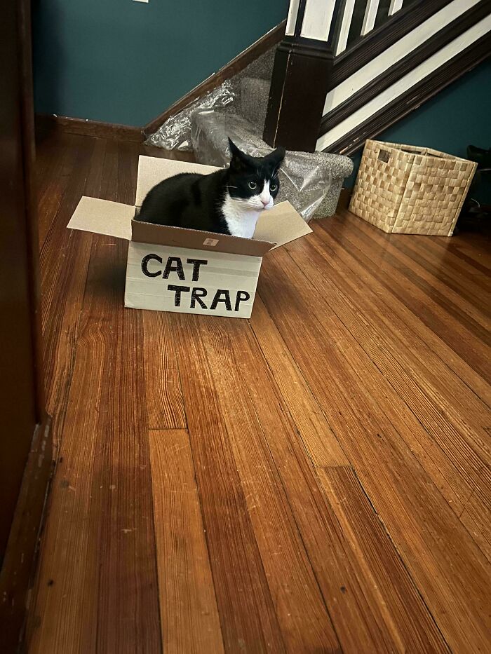 Black and white cat sitting in box labeled cat trap