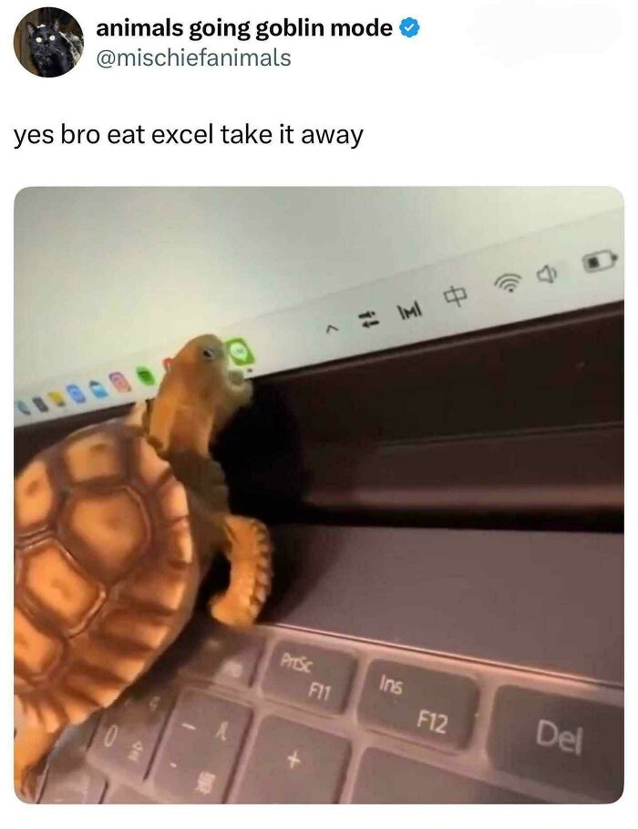 Turtle climbing on a laptop keyboard funny animal meme