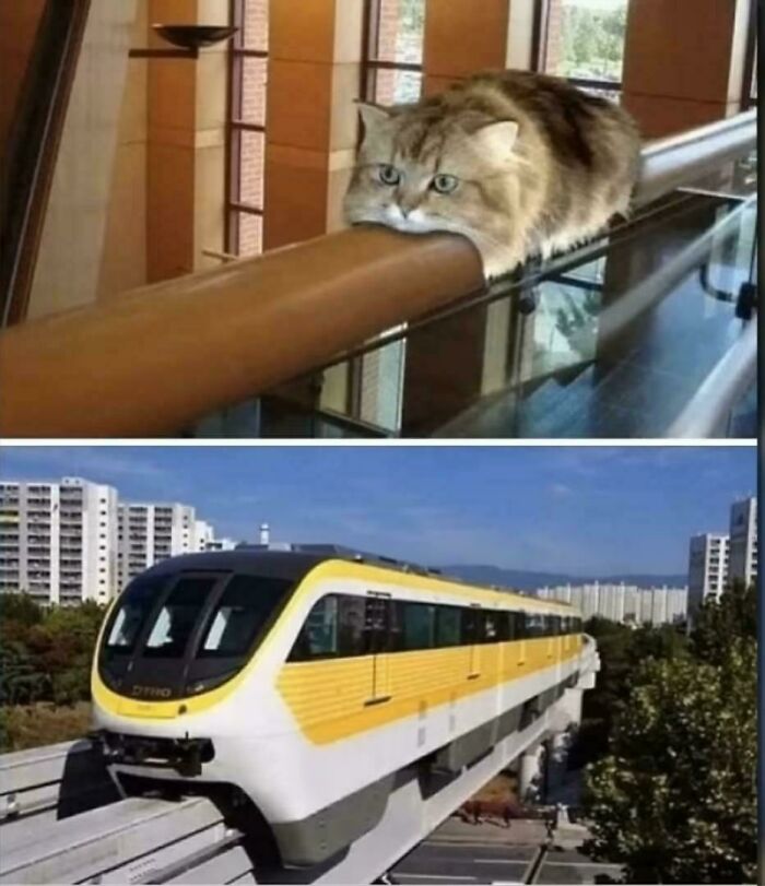 Cat laying on railing looks like a train shape meme