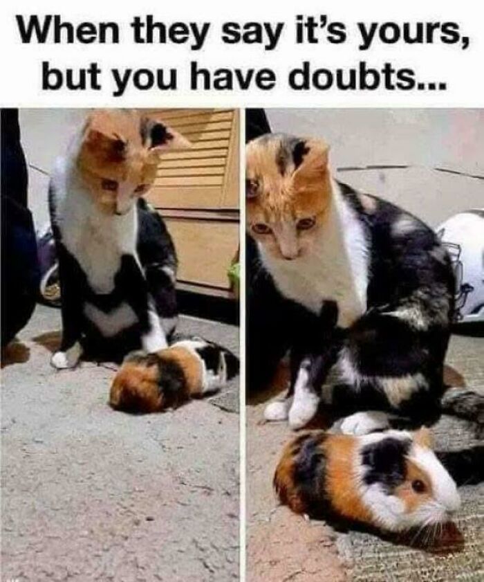 Cat staring skeptically at guinea pig meme