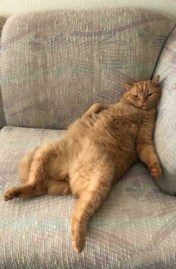 Chubby orange cat lounging lazily on couch