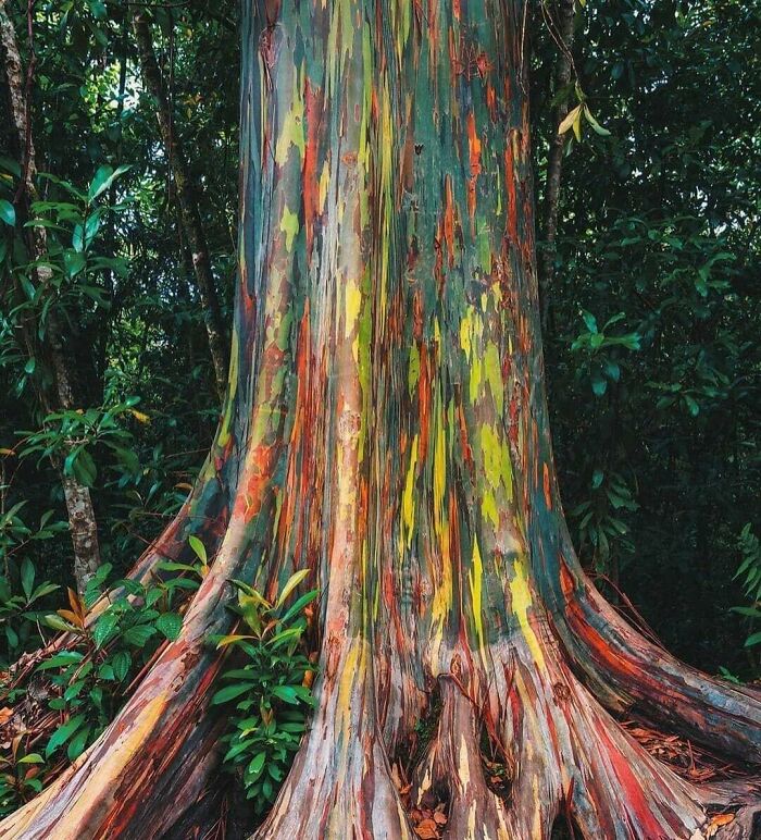 A magnificent eucalyptus deglupta tree with a colorful, peeling bark, an interesting and uplifting post.